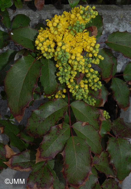 Mahonia aquifolium