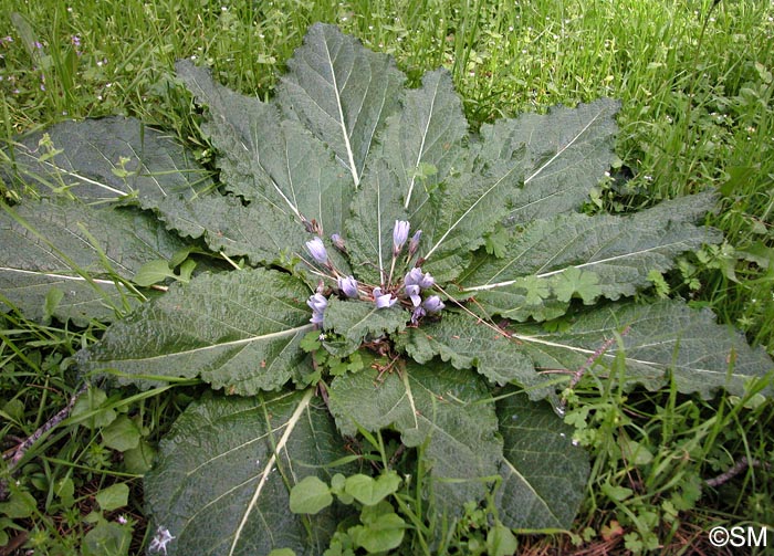 Mandragora autumnalis