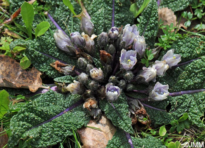 Mandragora autumnalis