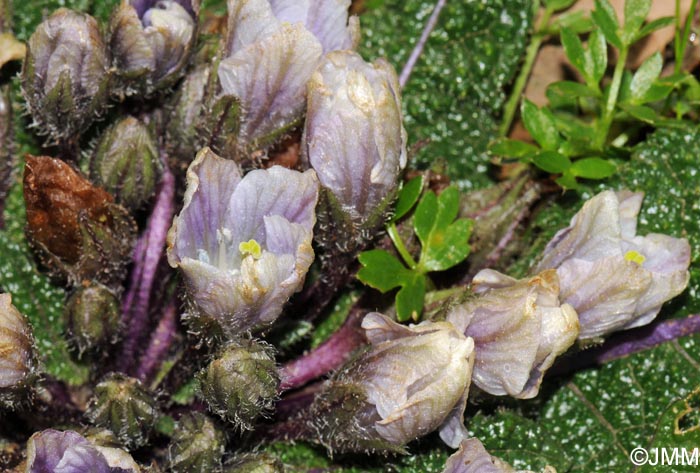 Mandragora autumnalis