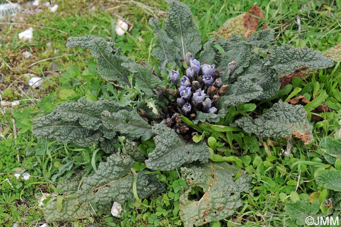 Mandragora autumnalis