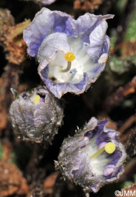 Mandragora autumnalis