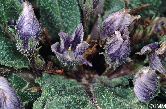 Mandragora autumnalis