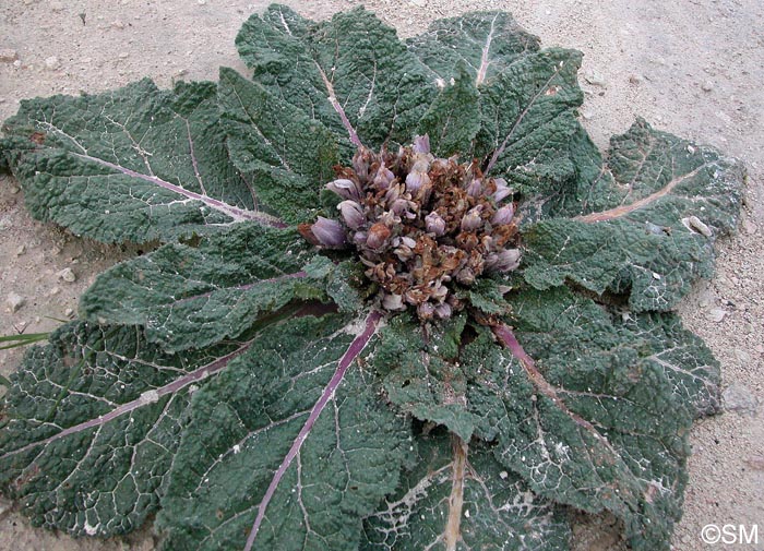 Mandragora autumnalis