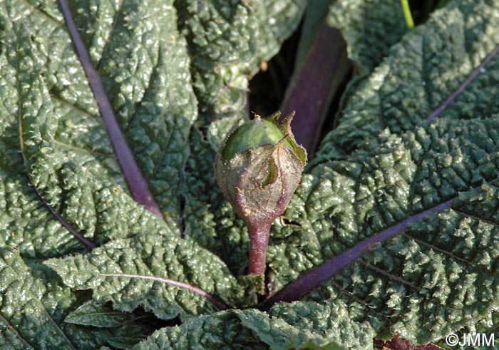 Mandragora autumnalis