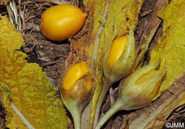 Mandragora autumnalis