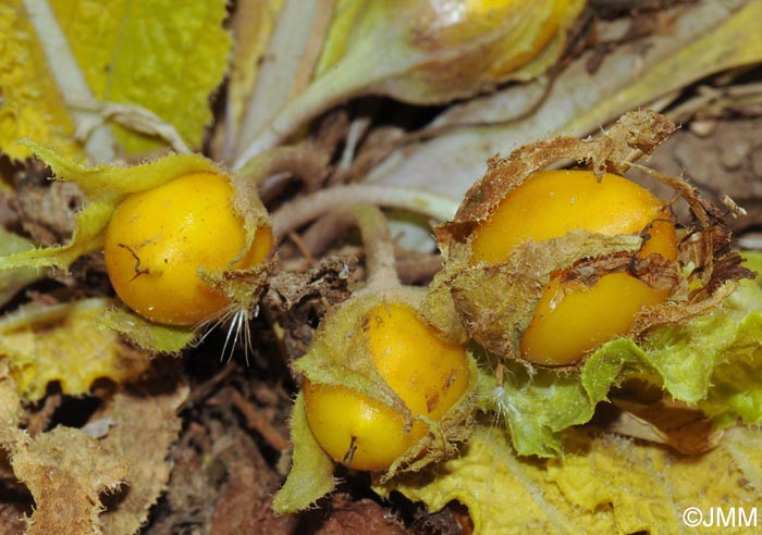 Mandragora autumnalis