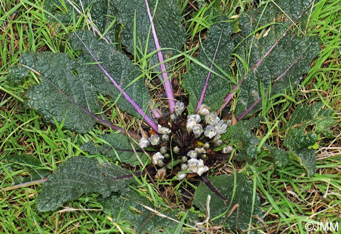 Mandragora autumnalis