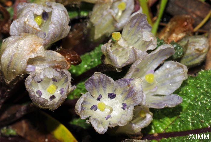 Mandragora autumnalis