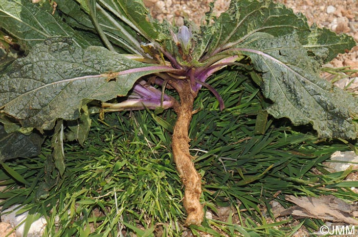 Mandragora autumnalis