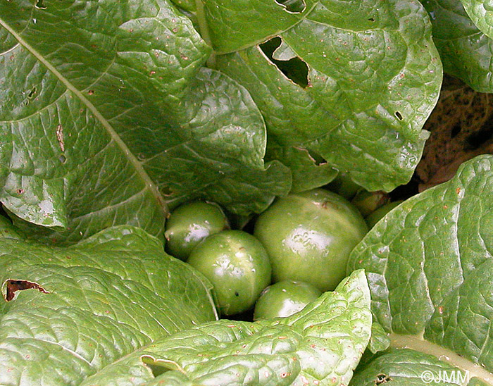 Mandragora officinarum = Mandragora vernalis