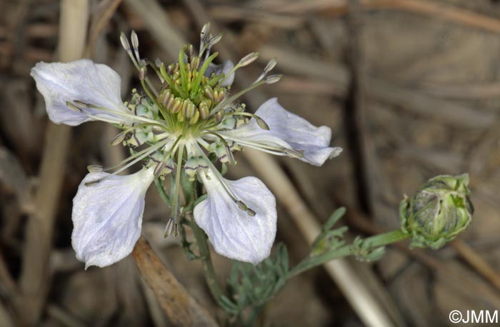 Nigella arvensis