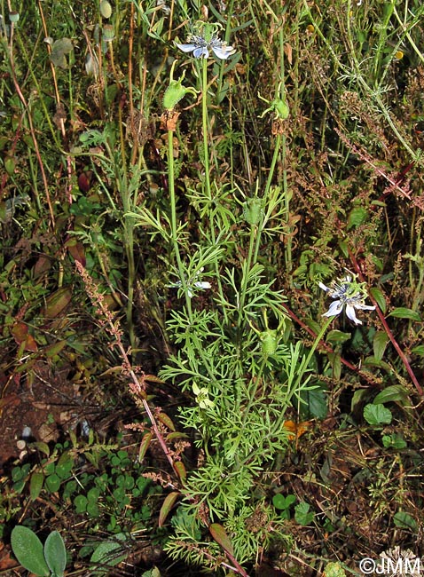 Nigella arvensis