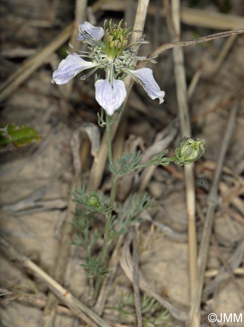 Nigella arvensis