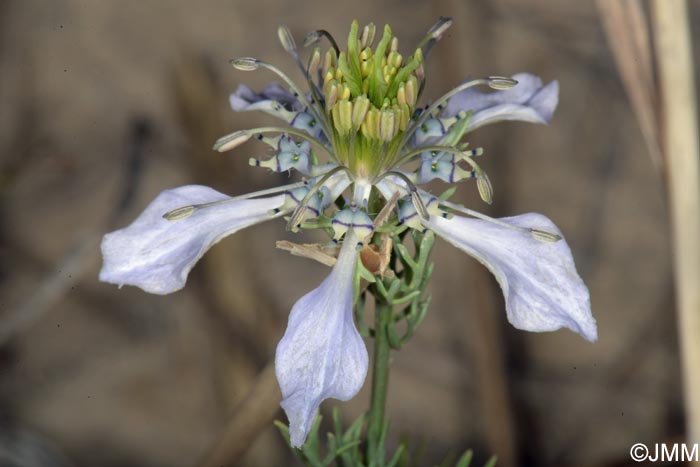 Nigella arvensis