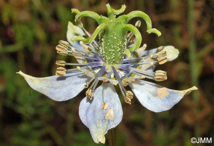 Nigella arvensis