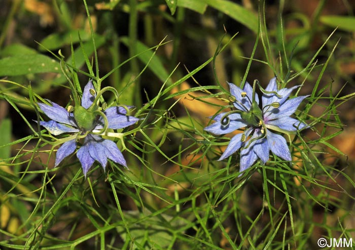 Nigella damascena