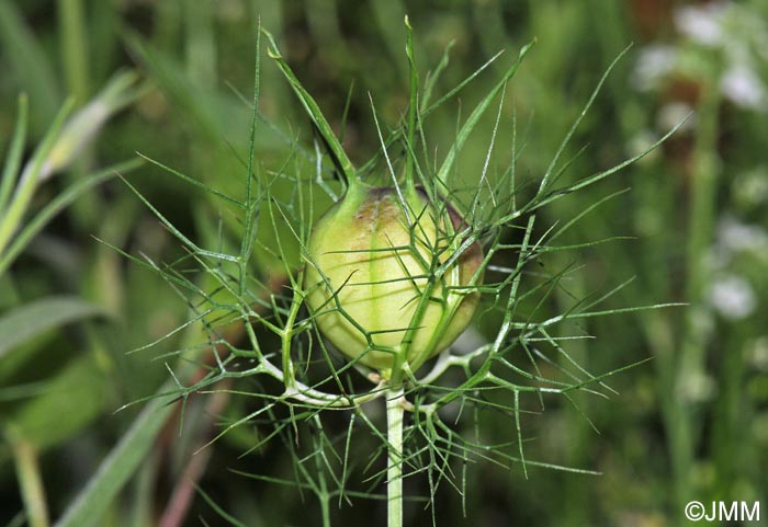 Nigella damascena