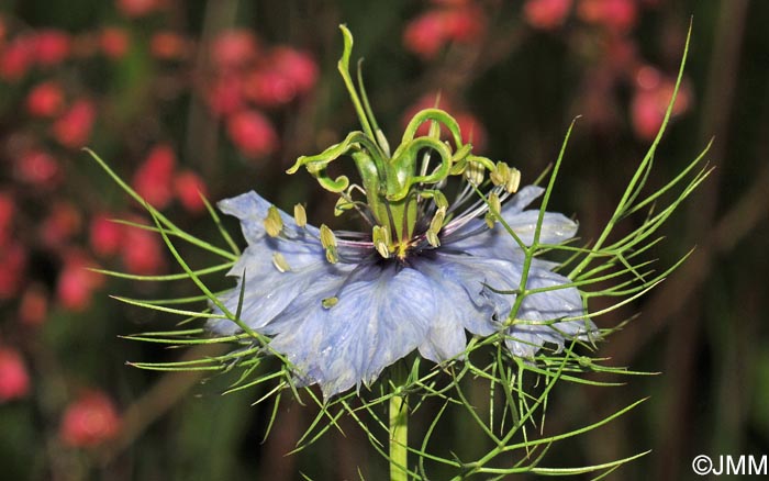 Nigella damascena