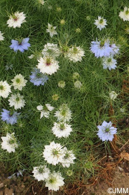 Nigella damascena