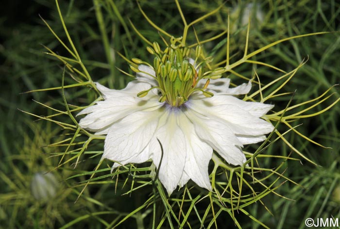 Nigella damascena