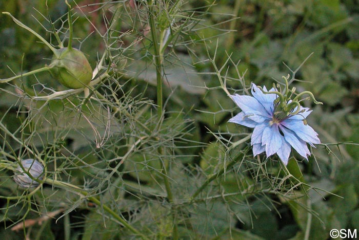 Nigella damascena