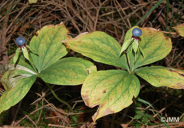 Paris quadrifolia