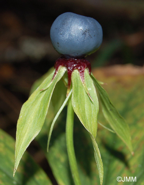 Paris quadrifolia