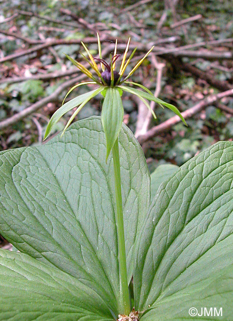 Paris quadrifolia