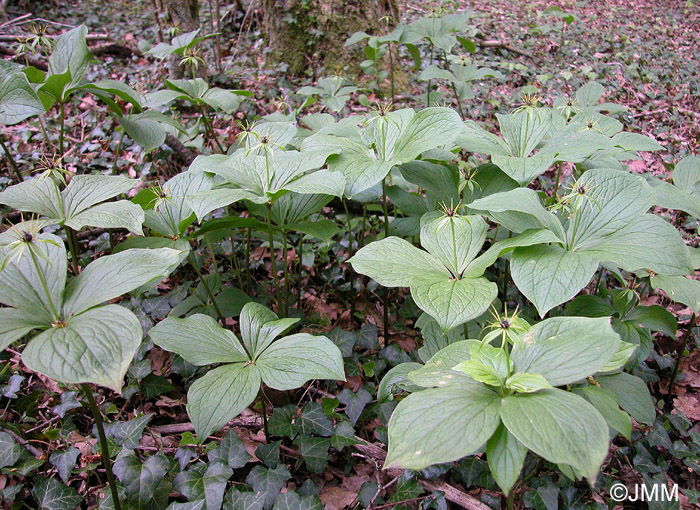 Paris quadrifolia