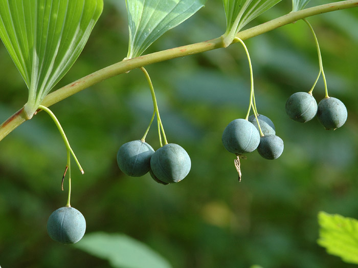 Polygonatum multiflorum