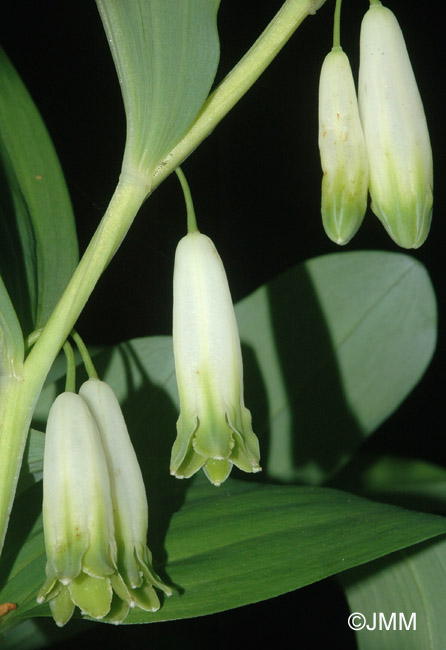 Polygonatum multiflorum