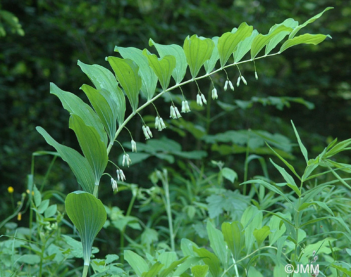 Polygonatum multiflorum