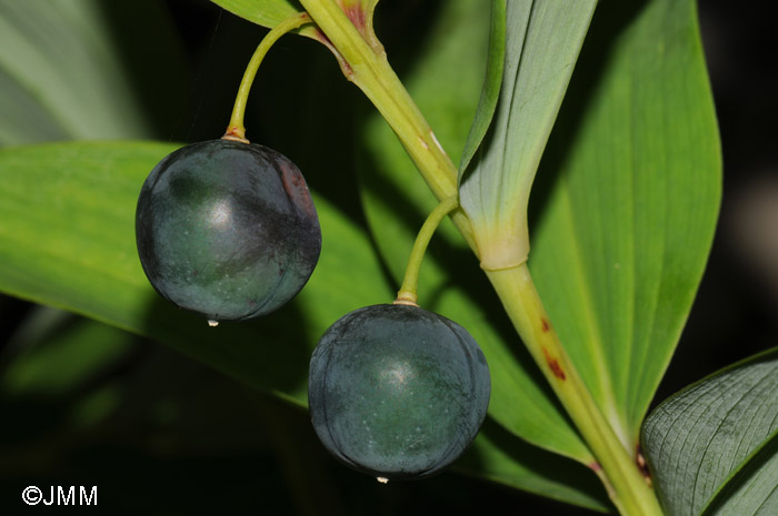 Polygonatum odoratum