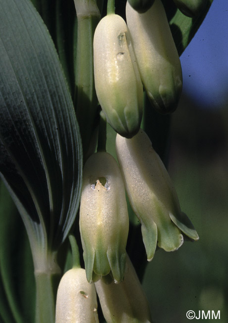 Polygonatum odoratum