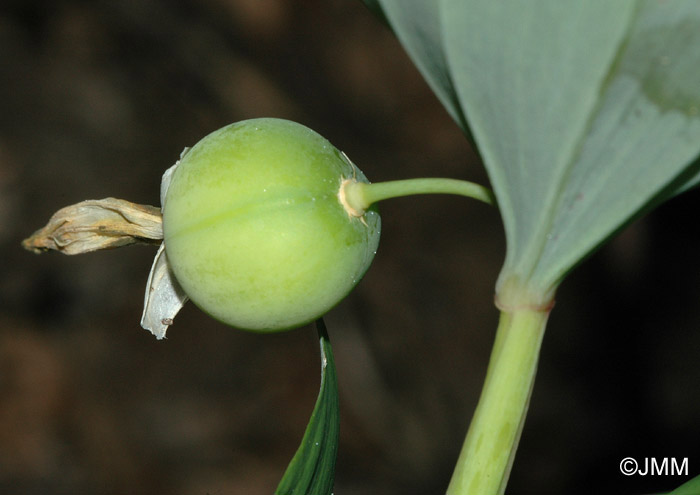 Polygonatum odoratum