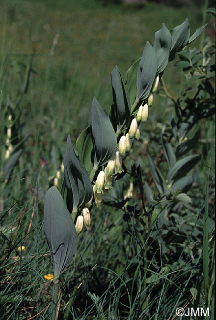 Polygonatum odoratum