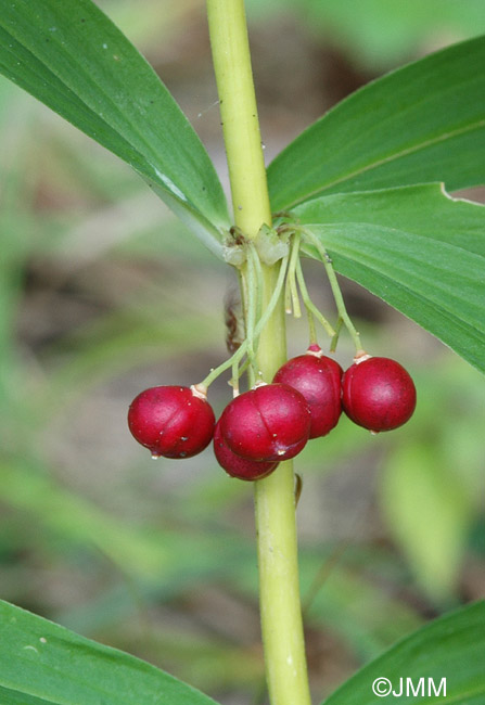 Polygonatum verticillatum 