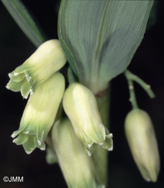 Polygonatum verticillatum