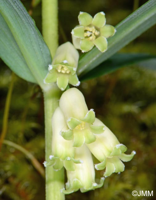 Polygonatum verticillatum