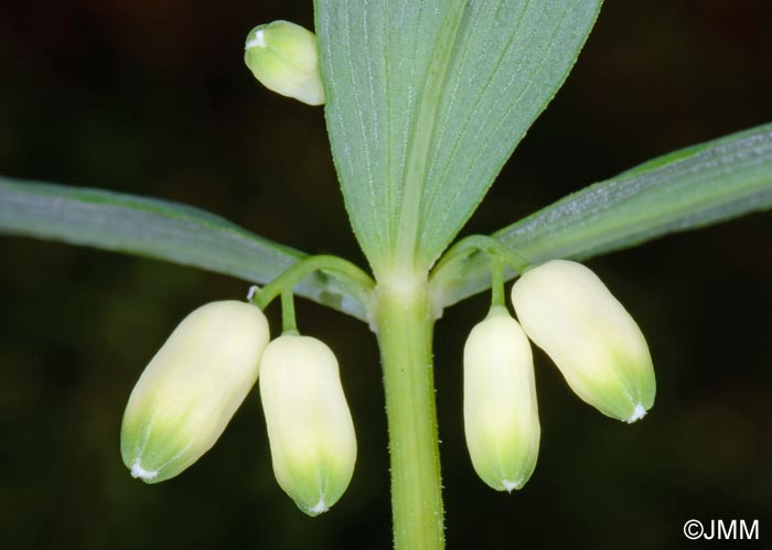 Polygonatum verticillatum