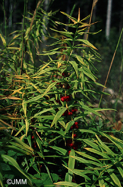 Polygonatum verticillatum