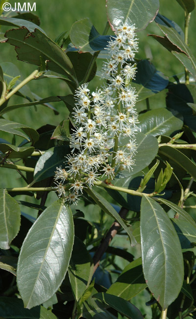 Prunus laurocerasus