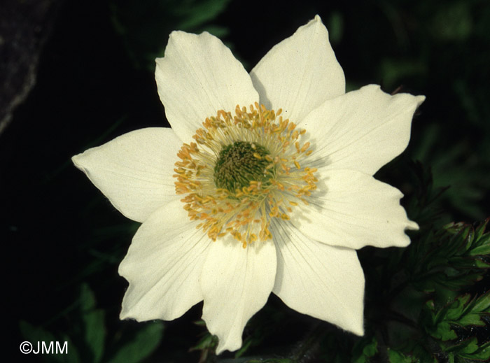 Pulsatilla alpina