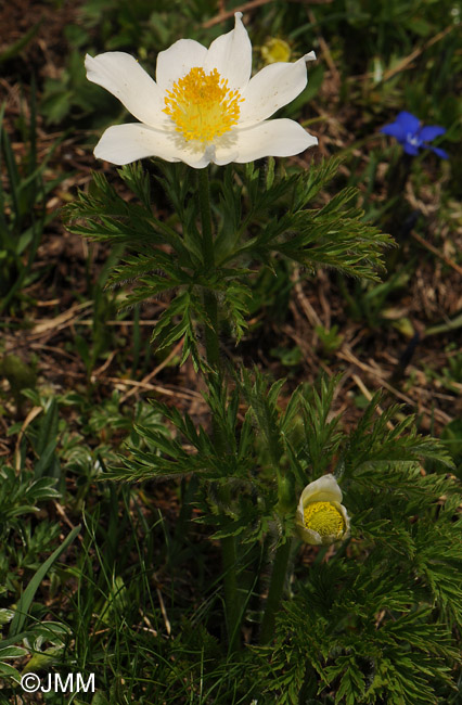 Pulsatilla alpina