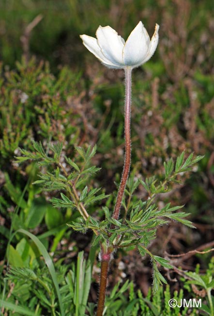 Pulsatilla alpina subsp. austriaca