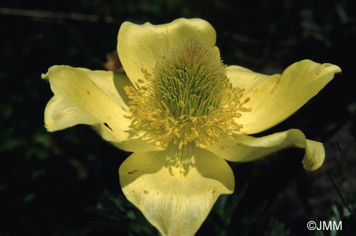 Pulsatilla alpina subsp. apiifolia