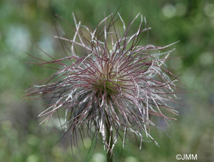 Pulsatilla alpina subsp. apiifolia