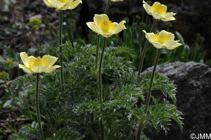 Pulsatilla alpina subsp. apiifolia