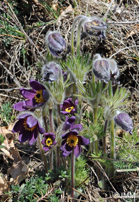 Pulsatilla montana